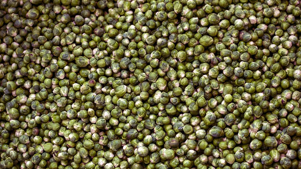 Rosenkohlkoepfe-liegen-auf-einem-Hof-in-Blowatz-im-Landkreis-Nordwestmecklenburg-in-einem-Silo