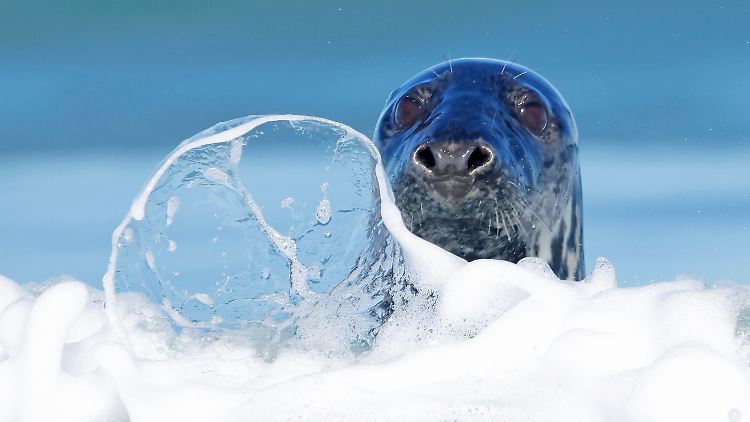 Eine neugierige Kegelrobbe schaut in Richtung Strand auf Helgoland. 