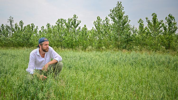 Benedikt Bösel, Landwirt, Unternehmer, Agrarökonom, auf einer Agroforstfläche mit einem Haferfeld.