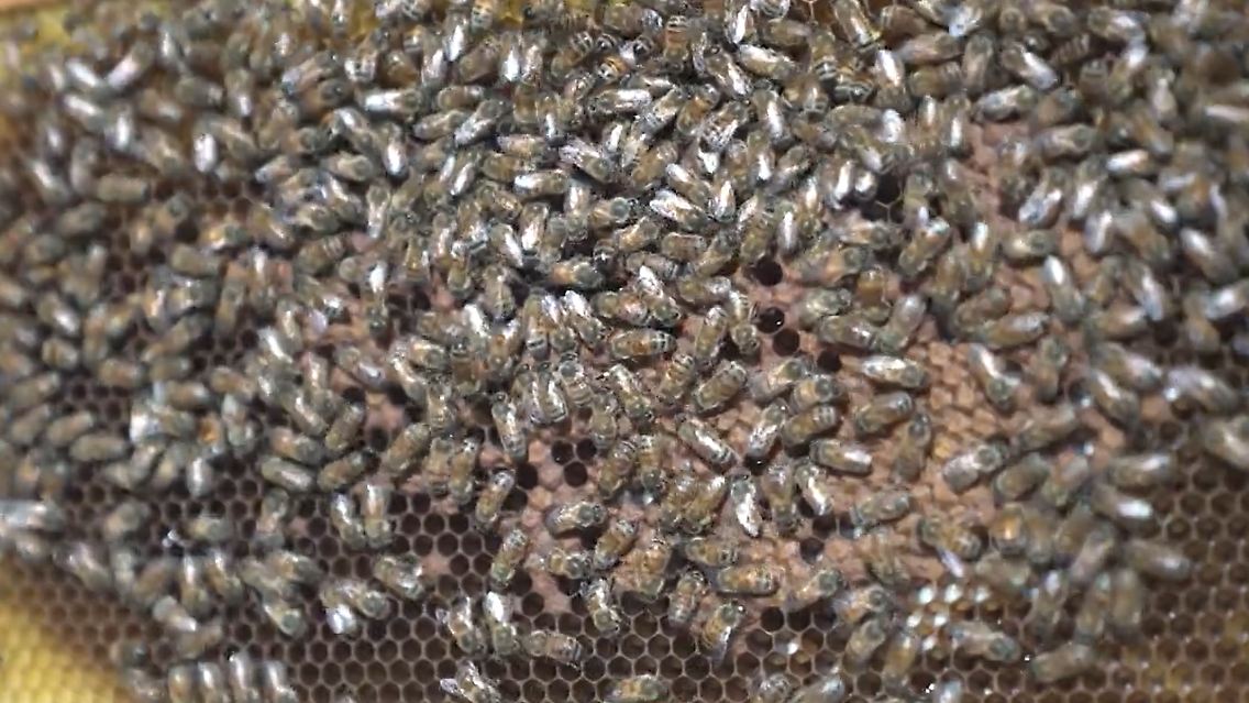 Bienen-Screenshot.PNG