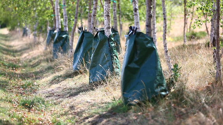 Wasserbeutel für Bäume in Schleswig-Holstein: Mitteleuropa gehört zu den Regionen, die deutlich häufiger mit Dürren und gleichzeitigen Hitzewellen rechnen müssen.
