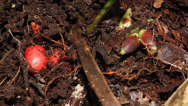 Die reifen roten und unreifen grünen Früchte von Pinanga subterranea. 