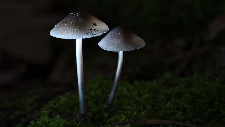 Der Wirkstoff Psilocybin, den psychoaktive Pilzen enthalten, ist zur Behandlung von anders nicht therapierbaren Depressionen erlaubt.