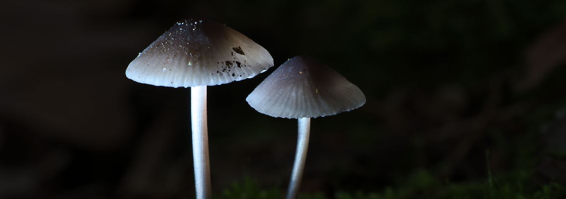 imago239834809.jpg
