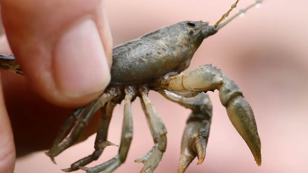 Ein-Mann-haelt-einen-Steinkrebs-in-die-Kamera