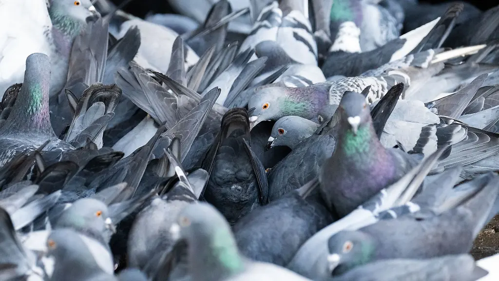 Tauben-balgen-sich-auf-der-Frankenallee-in-Frankfurt-um-Brot-welches-den-Tieren-von-einem-Passanten-hingeworfen-wurde