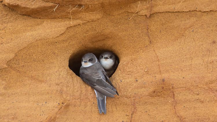 Schwalben (im Bild) gehen ihrer Partnerin häufiger fremd als beispielsweise Albatrosse.