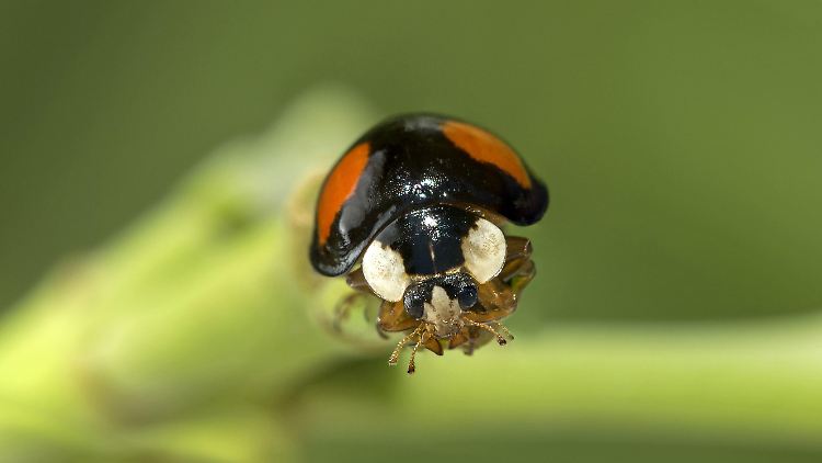 Harlekinkäfer zeigen eine Färbung zwischen hellgelb und dunkelrot. Die schwarzen Punkte können so ausgeprägt sein, dass es erscheint, als trage ein schwarzer Käfer rote Punkte.