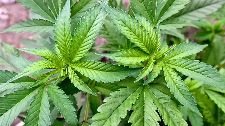 Der Gesetzentwurf der Bundesregierung sieht unter anderem die Erlaubnis für den Anbau von maximal drei Pflanzen zum Eigenbedarf vor.