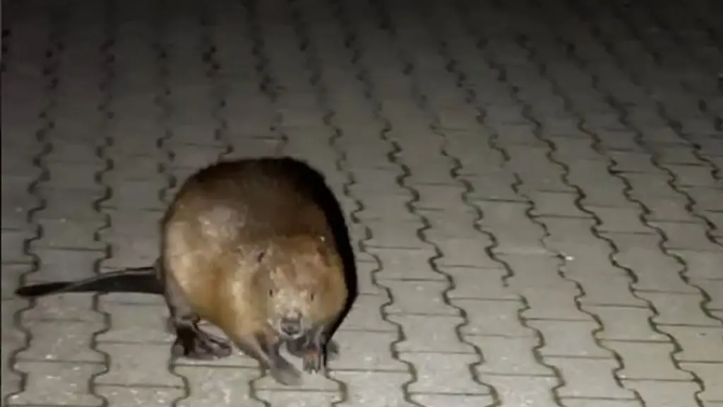 Das-Handout-der-Polizei-Idar-Oberstein-zeigt-eien-Biber-der-auf-einem-naechtlichen-Spaziergang-durch-die-Stadt-untewegs-ist