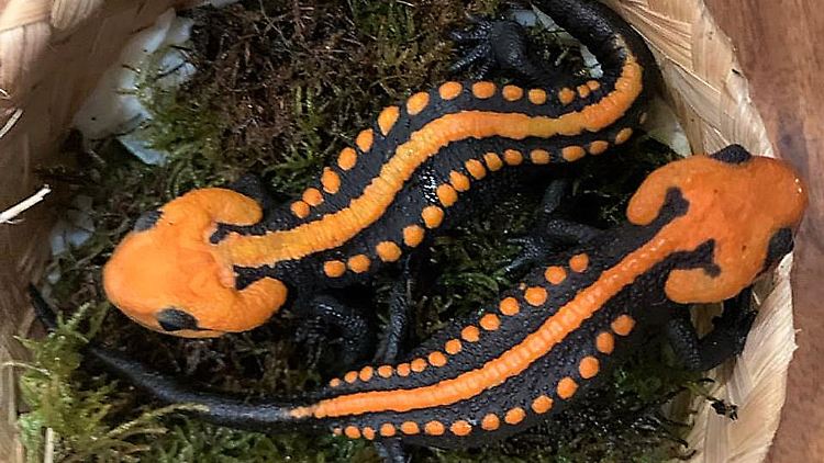 Krokodilmolche der Art Tylototriton ngoclinhensis sind wegen ihrer Farben eine außergewöhnliche Entdeckung, heißt es. 