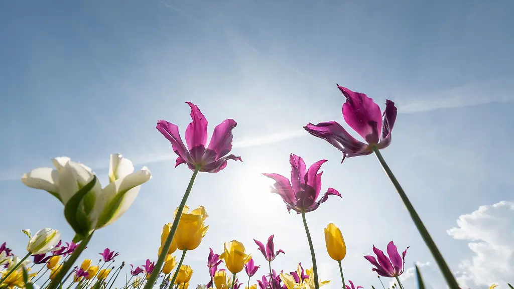 Tulpen-bluehen-auf-dem-Gelaende-der-Gartenschau