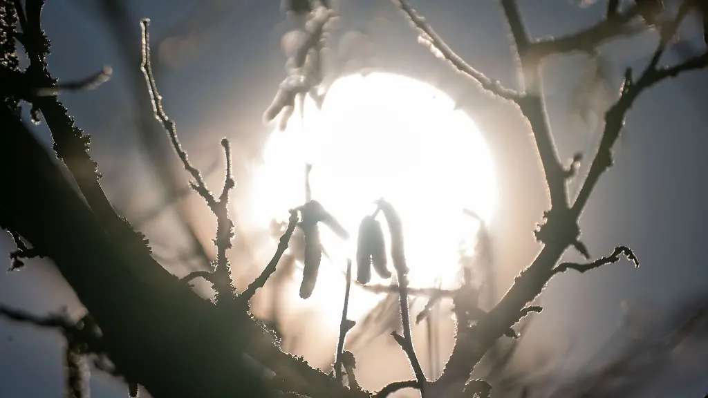 Die-Blueten-eines-Haselnussstrauches-heben-sich-im-Gegenlicht-der-Sonne-ab