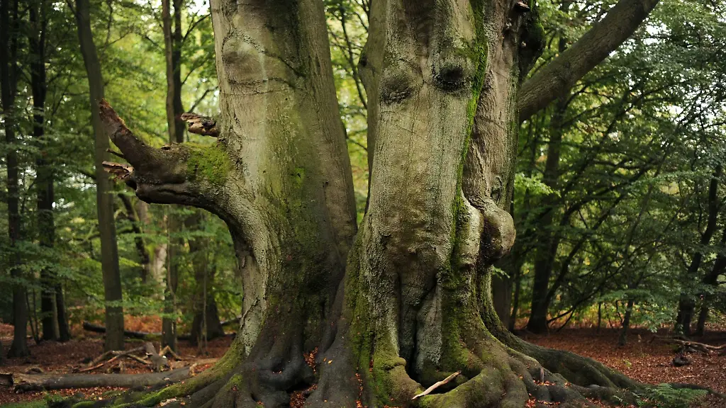 Drei-ineinander-verwachsene-Buchen-stehen-im-nordhessischen-Urwald-Sababurg