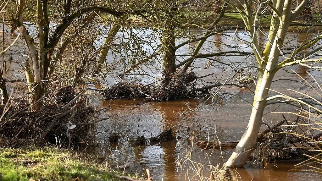 Durch-das-Hochwasser-der-Helme-als-Treibgut-mitgerissenen-Aeste-und-Zweige-haengen-an-Baeumen-und-Straeuchern-fest