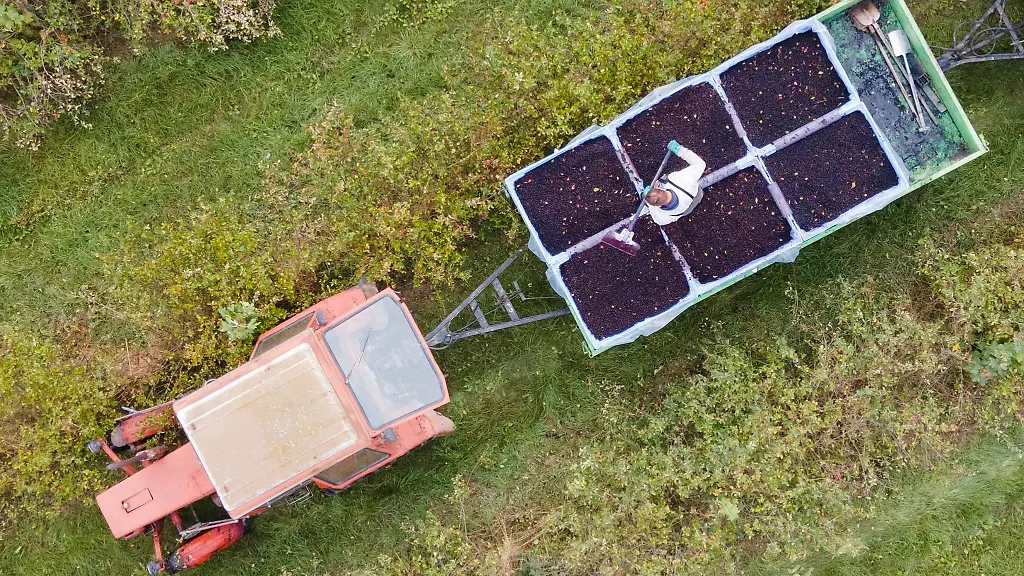 Ein-Landwirt-steht-auf-einem-Feld-mit-Arionabeeren-auf-einem-Ernteanhaenger-und-sortiert-geerntete-Aroniabeeren