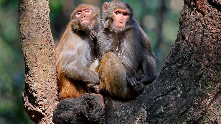 Die Wissenschaftler fanden heraus, dass 72 Prozent der beobachteten Rhesusaffenmännchen mit anderen Männchen Sex hatten, aber nur 46 Prozent mit Weibchen.