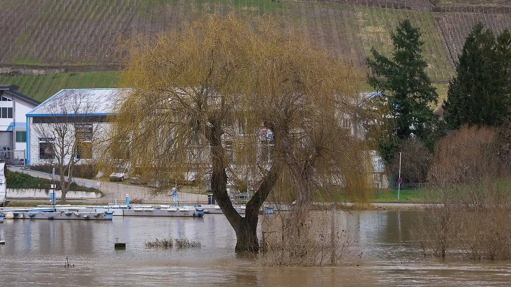 Ein-Baum-steht-inmitten-der-angestiegenen-Mosel