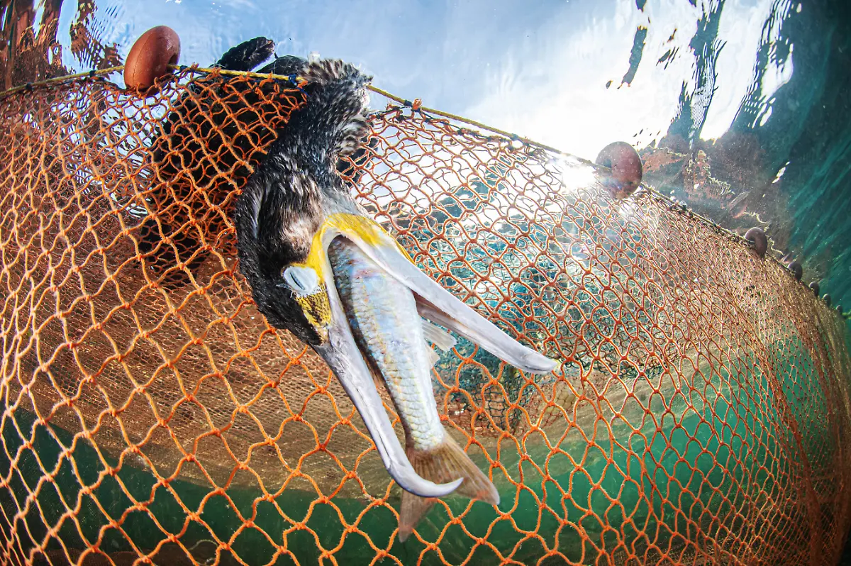 9903Francisco-javierMurcia-Requena