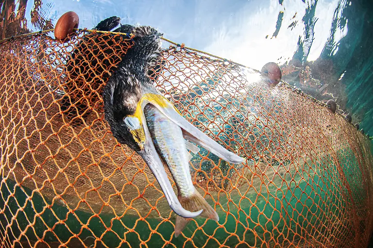 9903Francisco-javierMurcia-Requena