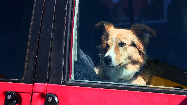 Bei sommerlichen Temperaturen sollte man die Tiere nicht einmal für kurze Zeit alleine im Auto lassen. 