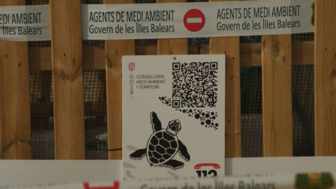 meeresschildkröten_mallorca.JPG