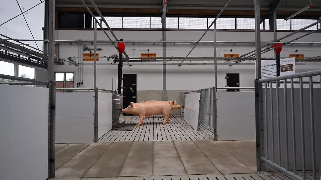 Kunststoffschweine-stehen-im-Stall-der-Zukunft