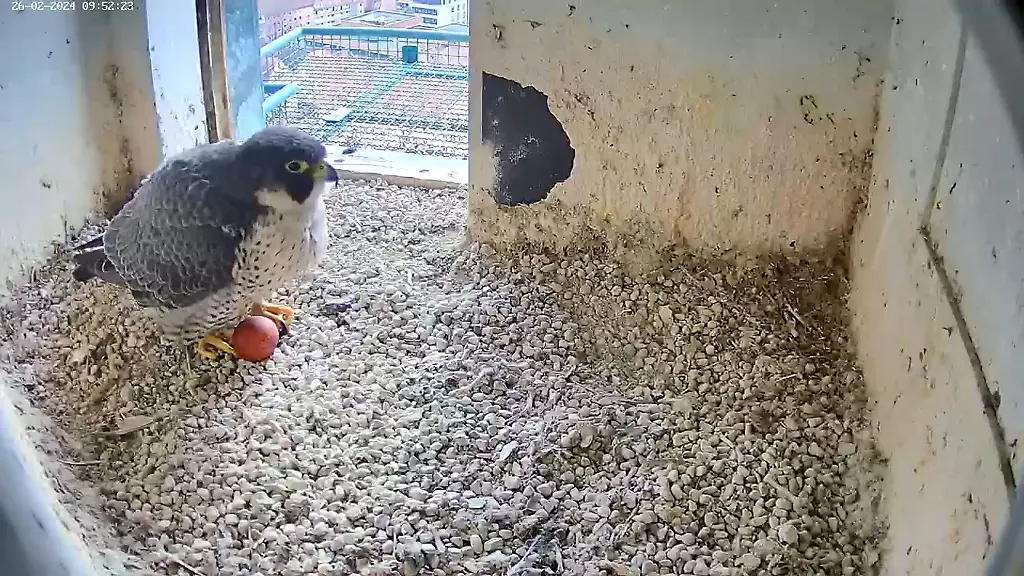 Ein-Screenshot-aus-einem-Video-einer-Webcam-zeigt-einen-Wanderfalken-mit-einem-Ei