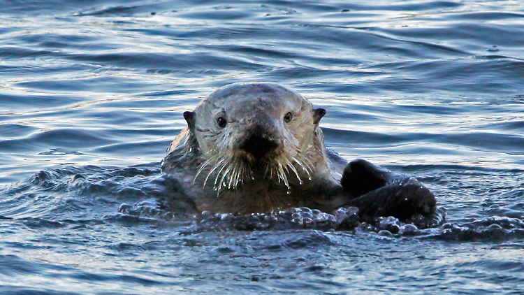 Die putzigen Tiere können schmerzhaft zubeißen.