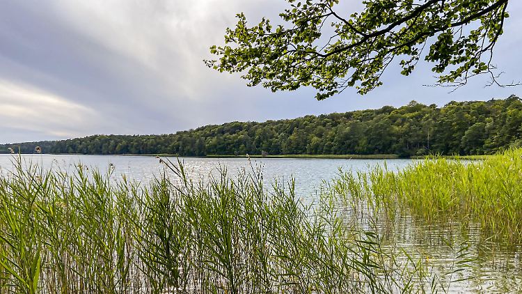 Blick auf den Großen Stechlinsee in Brandenburg, in dem auch viel Mikroplastik gefunden wurde.
