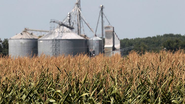 Der Münzschatz wurde in einem Maisfeld in Kentucky entdeckt.
