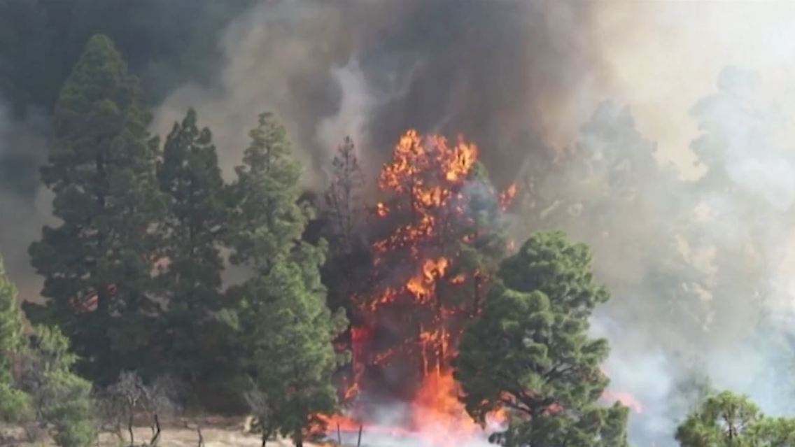 WaldbrandLaPalma.JPG