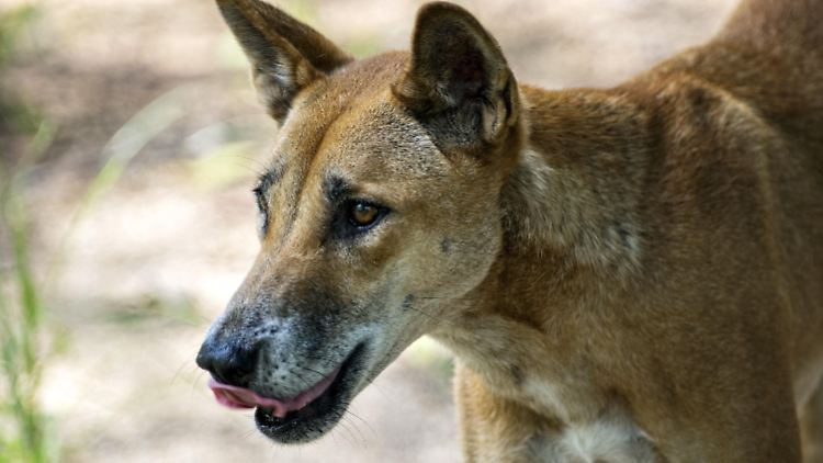 Irgendwo zwischen Haushund und Wolf: der Dingo.
