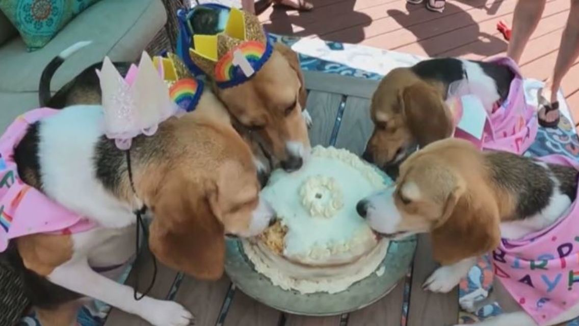 beagle.JPG
