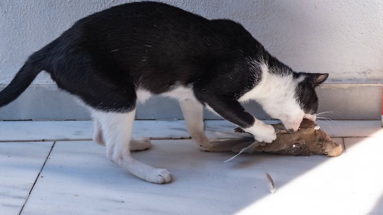 Der Jagdinstinkt ist auch bei Hauskatzen noch stark ausgeprägt - dadurch können sie in Kontakt mit infizierten Wildvögeln kommen.