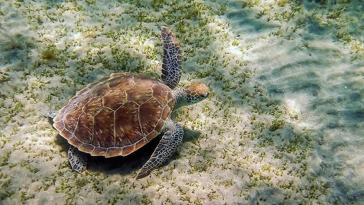 Grüne Meeresschildkröten werden als ausgewachsene Tiere zu Pflanzenfressern. Vorher sind sie Allesfresser. 