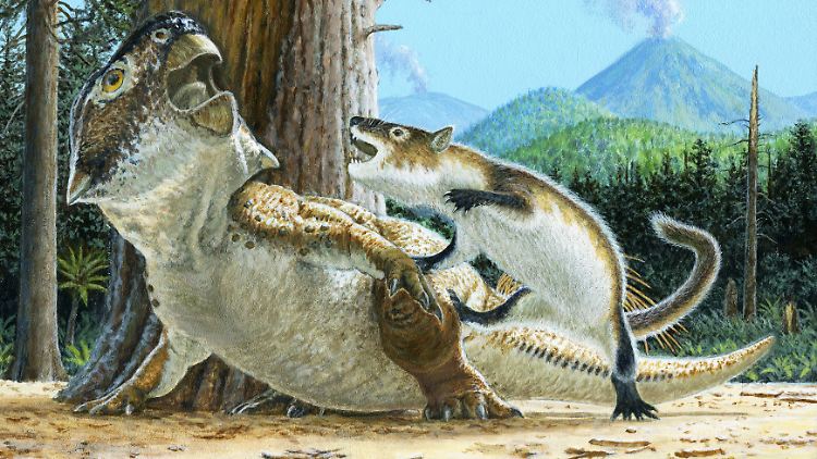 Die Illustration zeigt einen Säuger der Art Repenomamus robustus, wie er einen Psittacosaurus lujiatunensis angreift, kurz bevor ein vulkanischer Schuttstrom beide begraben hat. Das Ganze soll sich vor ungefähr 125 Millionen Jahren ereignet haben.