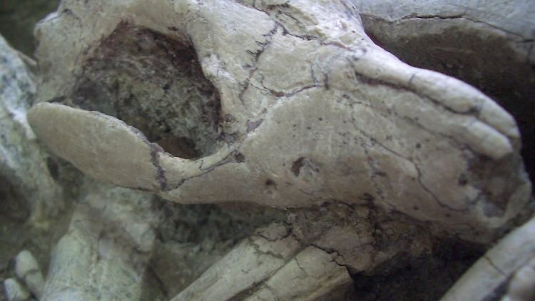 Verräterische Position des Fossils: Der Repenomamus (Säugetier) beißt laut den Forschen in die Rippen von Psittacosaurus (Dinosaurier).