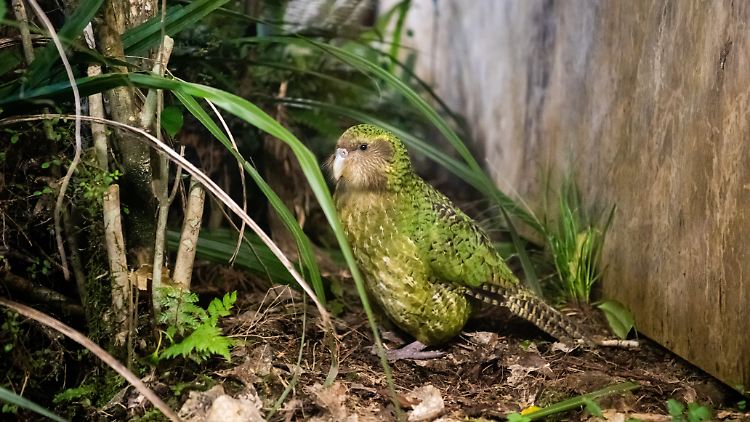 Da es in Neuseeland früher keine Säugetiere gab, mussten sich die Vögel auch nicht auf Feinde einstellen.