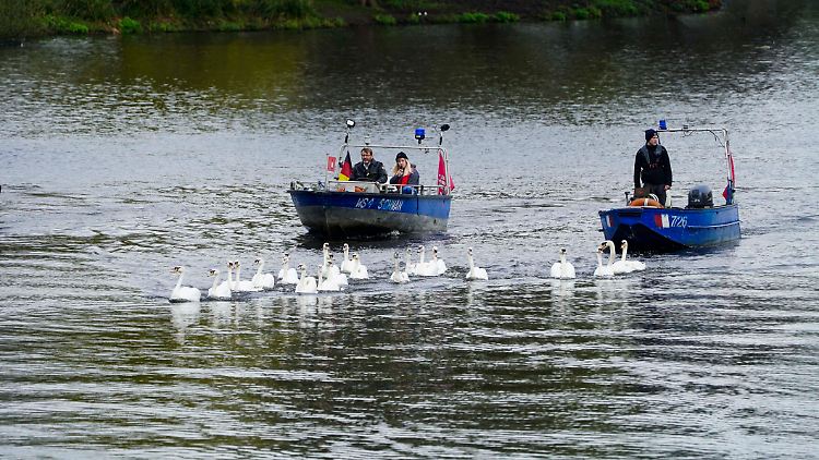 Im April werden die Schwäne aus ihrem Winterquartier auf die Alster entlassen.