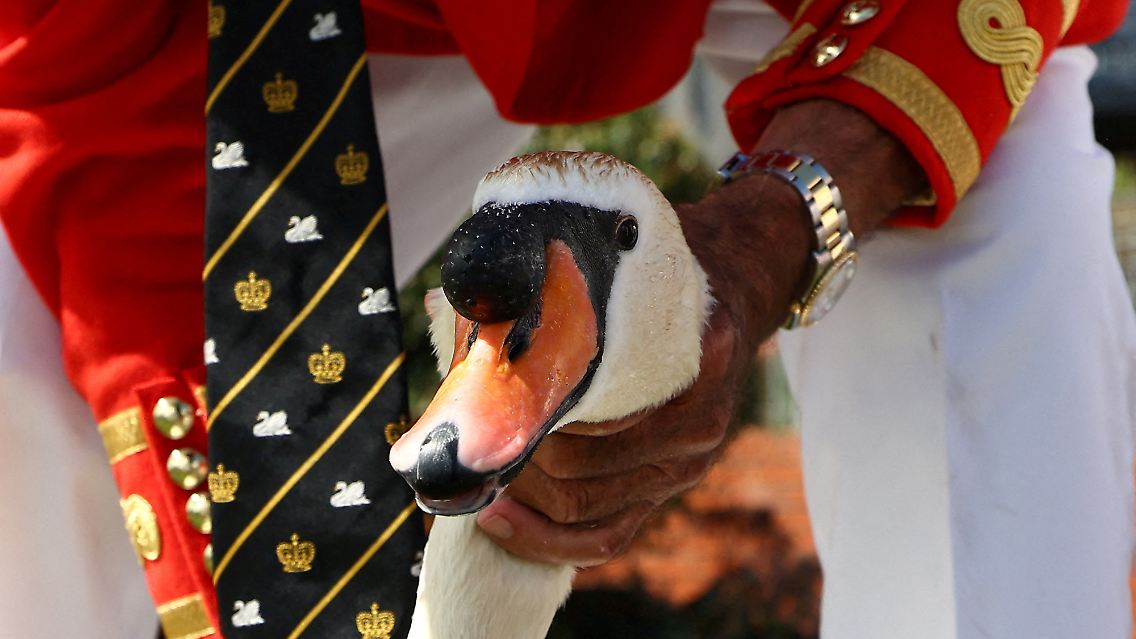 Beim "Royal Swan Upping" werden die Schwäne gezählt, gewogen und vermessen.