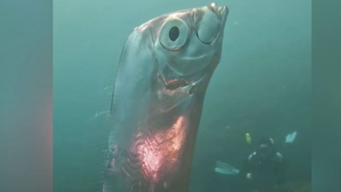 Riemenfisch.JPG