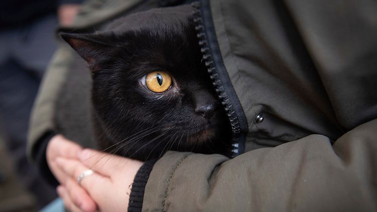 Katzenhalter in Polen sollen möglichst darauf achten, dass ihre Vierbeiner nicht in Kontakt mit Wildvögeln kommen.