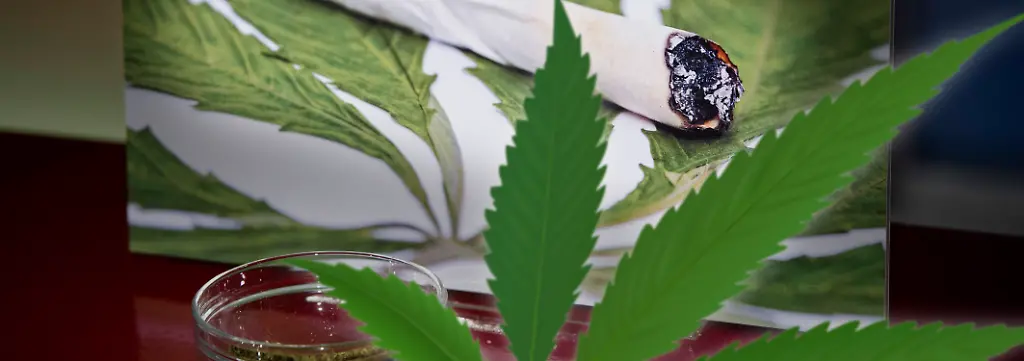Bild zum Thema Cannabis