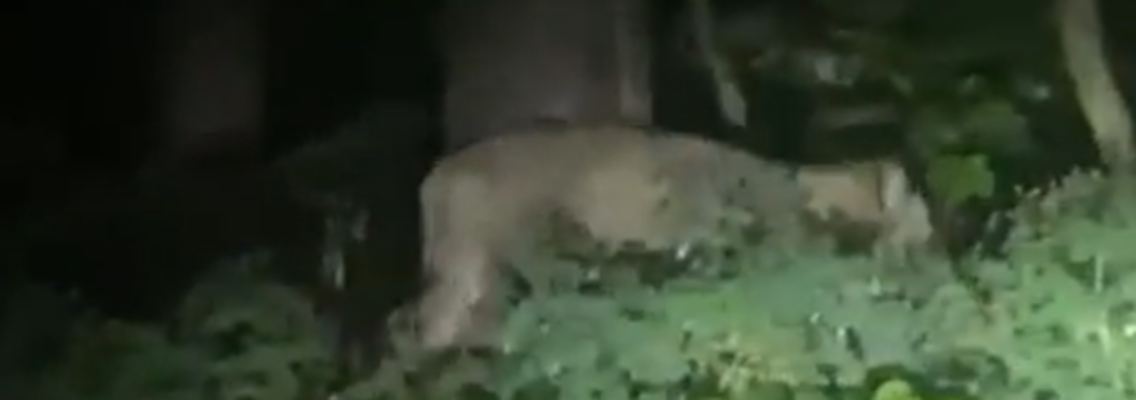 lion.png