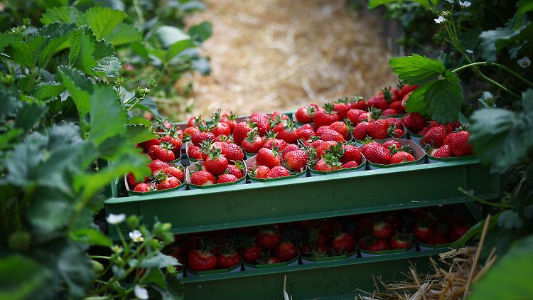 Weniger Anbaufläche und höhere Kosten wirken sich auf die Ernte aus.