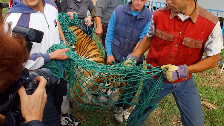 Vorsichtig tragen Tierpfleger am 09.10.2002 das ausgebrochene sibirische Tigerweibchen "Dava" in ihren Käfig im Park Babelsberg in Potsdam zurück.
