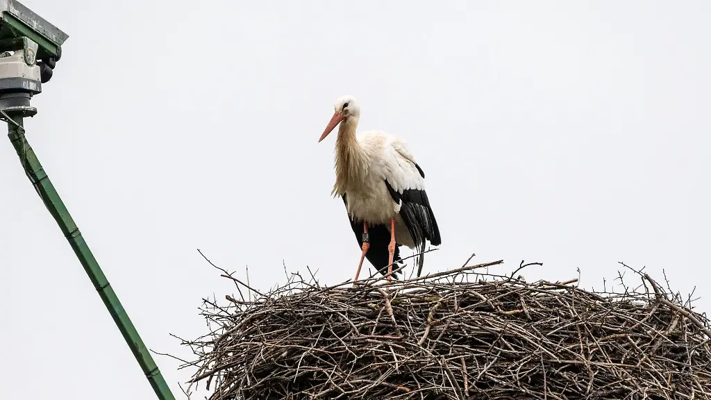 Ein-Storch-steht-in-Papendorf-bei-Pasewalk-in-seinem-Nest-und-blickt-in-Richtung-einer-Kamera-Auch-wenn-es-einigen-Beobachter-anders-vorkommt-Die-Stoerche-sind-in-diesem-Jahr-nicht-ungewoehnlich-frueh-aus-ihren-Winterqaurtieren-zurueck-gekehrt