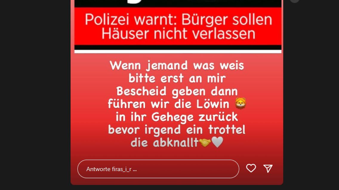 Firas Remmo sorgt sich um die Löwin.