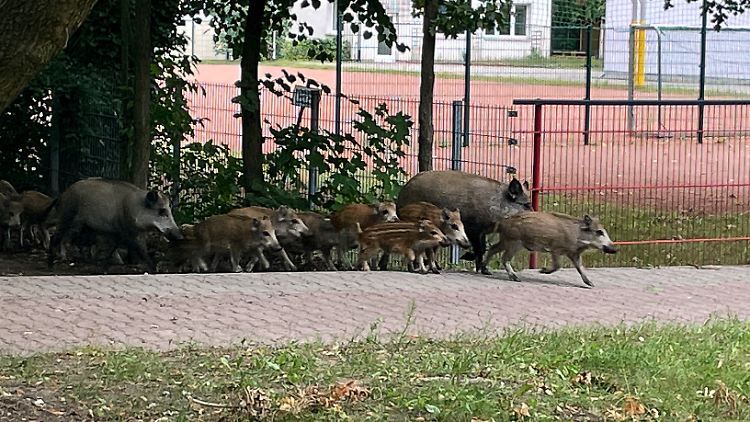 Auch gefährlich, aber anders: Wildschweine in Kleinmachnow.